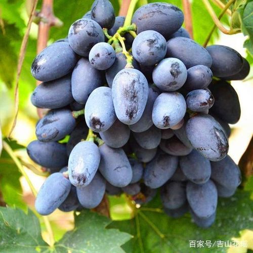 蓝甜无核葡萄种植指南 从建园到丰收的全程管理